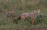 Golden jackal, Serengeti